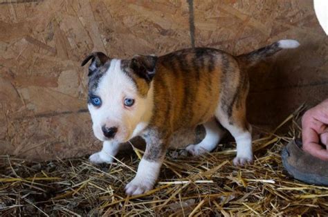 Big Star Kennel is able to deliver your puppy, so reach out to the breeder for more information. . Pitsky puppies for sale